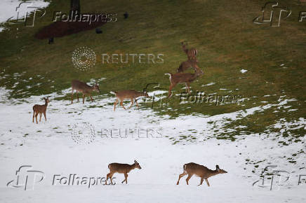 Deer walk at Trump National Golf Club Washington DC, in Sterling