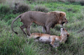 An African lion (Panthera Leo) and a lioness are seen after mating in the Maasai Mara game reserve, near the Kenya-Tanzania border in Narok county