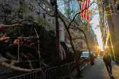 Rockefeller Christmas Tree is Delivered and Raised