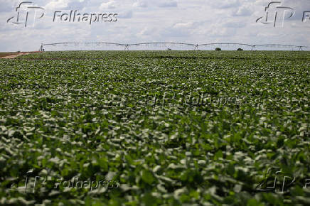 Produo de soja irrigada em Lus Eduardo Magalhes, no oeste da Bahia