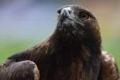 Bundesliga - Eintracht Frankfurt v Bayern Munich