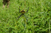 Argiope australis spider is seen at  Popenguine Nature Reserve in Popenguine