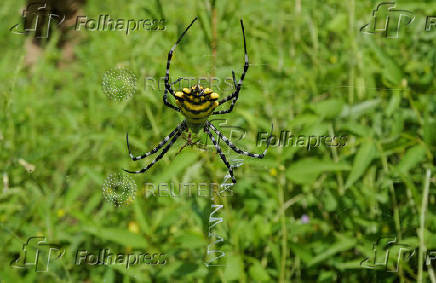 Argiope australis spider is seen at  Popenguine Nature Reserve in Popenguine