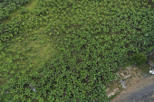  Vista de drone de plantao de bananas no Vale do Ribeira