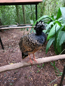 Parque das Aves, em Foz do Iguau (PR)