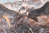 Deer clash antlers as cold weather continues, in Richmond Park, London