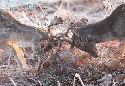 Deer clash antlers as cold weather continues, in Richmond Park, London