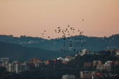 Birds fly over Caracas, on the day of the inauguration of Venezuela's President Nicolas Maduro