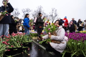 National Tulip Day marks Amsterdam's 750th anniversary