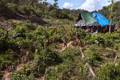 Cerco s aldeias Yanomami