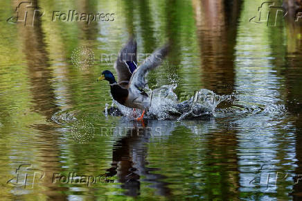 Duck takes off from a flooded area in a park in Kyiv