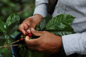 A worker picks coffee berries at a plantation in Anolaima