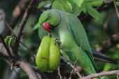 Rose-ringed parakeet in Sri Lanka