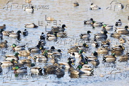 Avain Flu detedted in wild birds in Massachusetts