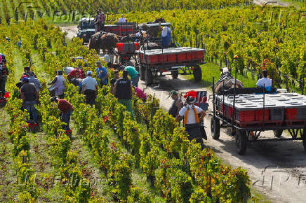 Pessoas de diversos pases trabalham apanhando uvas no Chteau Pontet-Canet