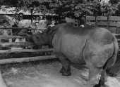 O rinoceronte Cacareco, primeiro