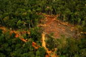 AMAZONAS - 01 DE MAIO DE 2007: