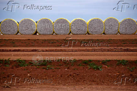 FILE PHOTO: Bales of cotton sit in a paddock located in the Macquarie Valley Irrigation Area near Trangie