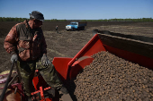 Potato planting in Novosibirsk region