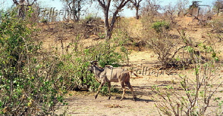 Antlope kudu  flagrado durante um