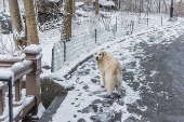 Neve  vista acumulada no Central Park em Nova York