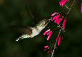 Belleza natural: Colibr en Tegucigalpa