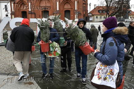 Christmas trees on sale in central Bialystok