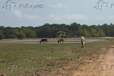 Fazenda Bom Jesus, propriedade rural com criao de bfalos, em Soure (PA)