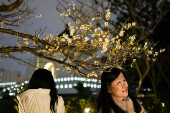 A person looks at plum blossoms in Taipei