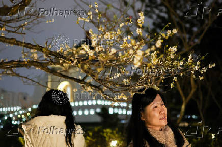 A person looks at plum blossoms in Taipei