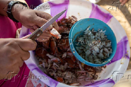 Trabalho de extrao da carne do caranguejo no quilombo de So Francisco do Paraguau