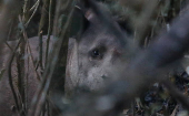 Anta  encontrada com vida em meio ao incndio no Parque Nacional