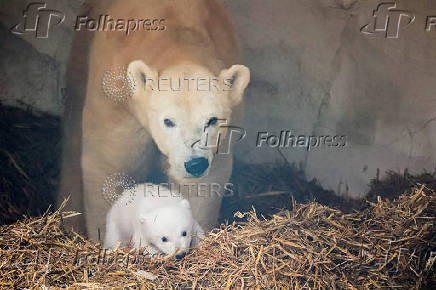 A female polar bear, Nuka, stands next to her cub, in Karlsruhe