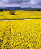 A drone view shows a man walking his dog between rapeseed fields in Oulens-sous-Echallens