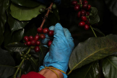 A worker picks coffee berries at a plantation in Anolaima