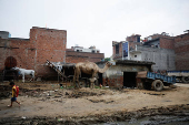 A boy walks past a horse and camel in one of the bylanes in a neighbourhood in Loni town in the northern state of Uttar Pradesh