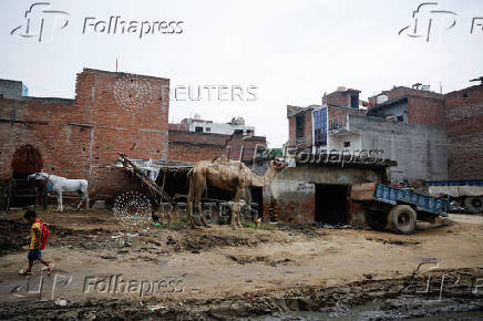 A boy walks past a horse and camel in one of the bylanes in a neighbourhood in Loni town in the northern state of Uttar Pradesh