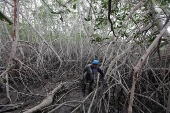 Acuicultura y tala afectan al almacenamiento de carbono azul de los manglares de Ecuador