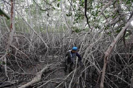 Acuicultura y tala afectan al almacenamiento de carbono azul de los manglares de Ecuador