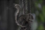 Um esquilo  visto no parque Vicentina Aranha