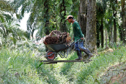 FILE PHOTO: A worker collects oil palm fruits at a plantation outside Kuala Lumpur