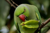 Rose-ringed parakeet in Sri Lanka