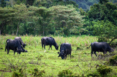 Criao de bfalos no Brasil