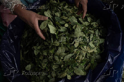 Comerciante manuseia folha de coca em La Paz