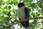 Observadores de aves se despliegan por Panam en el Global Big Day 2024