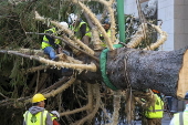 Rockefeller Christmas tree arrives to Rockefeller Center in New York