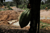 The Wider Image: Chocolate prices to keep rising as West Africa's cocoa crisis deepens