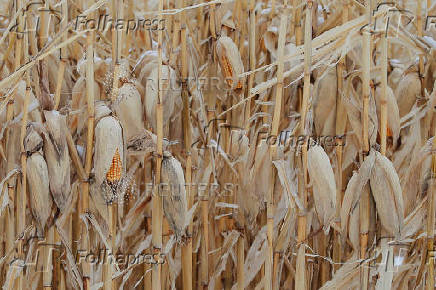 FILE PHOTO: Unharvested corn, left as a barrier against blowing snow, stands in a field at a farm in Carroll