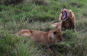An African lion (Panthera Leo) yawns as a lioness lays on her back after mating in the Maasai Mara game reserve, near the Kenya-Tanzania border in Narok county
