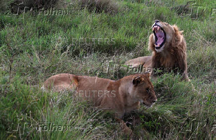 An African lion (Panthera Leo) yawns as a lioness lays on her back after mating in the Maasai Mara game reserve, near the Kenya-Tanzania border in Narok county